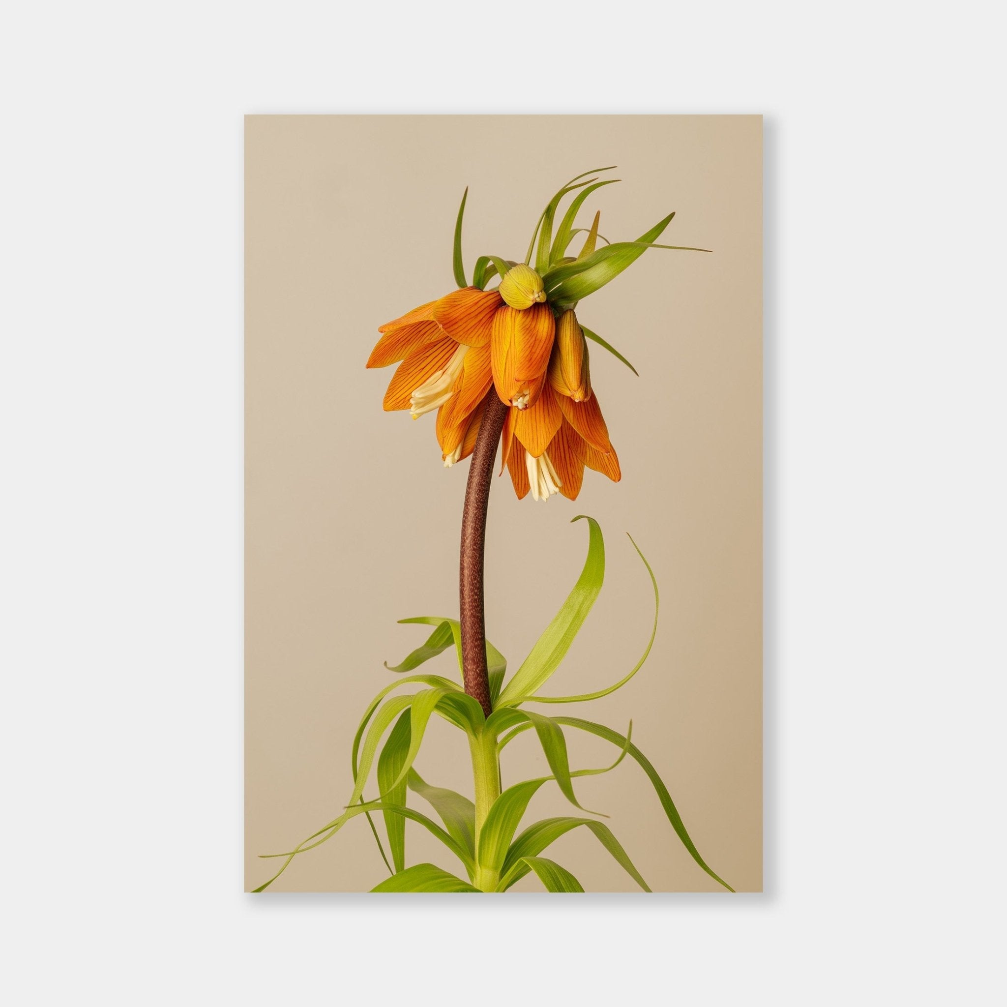 Fritillaria Imperialis - OrygoFlora - 1