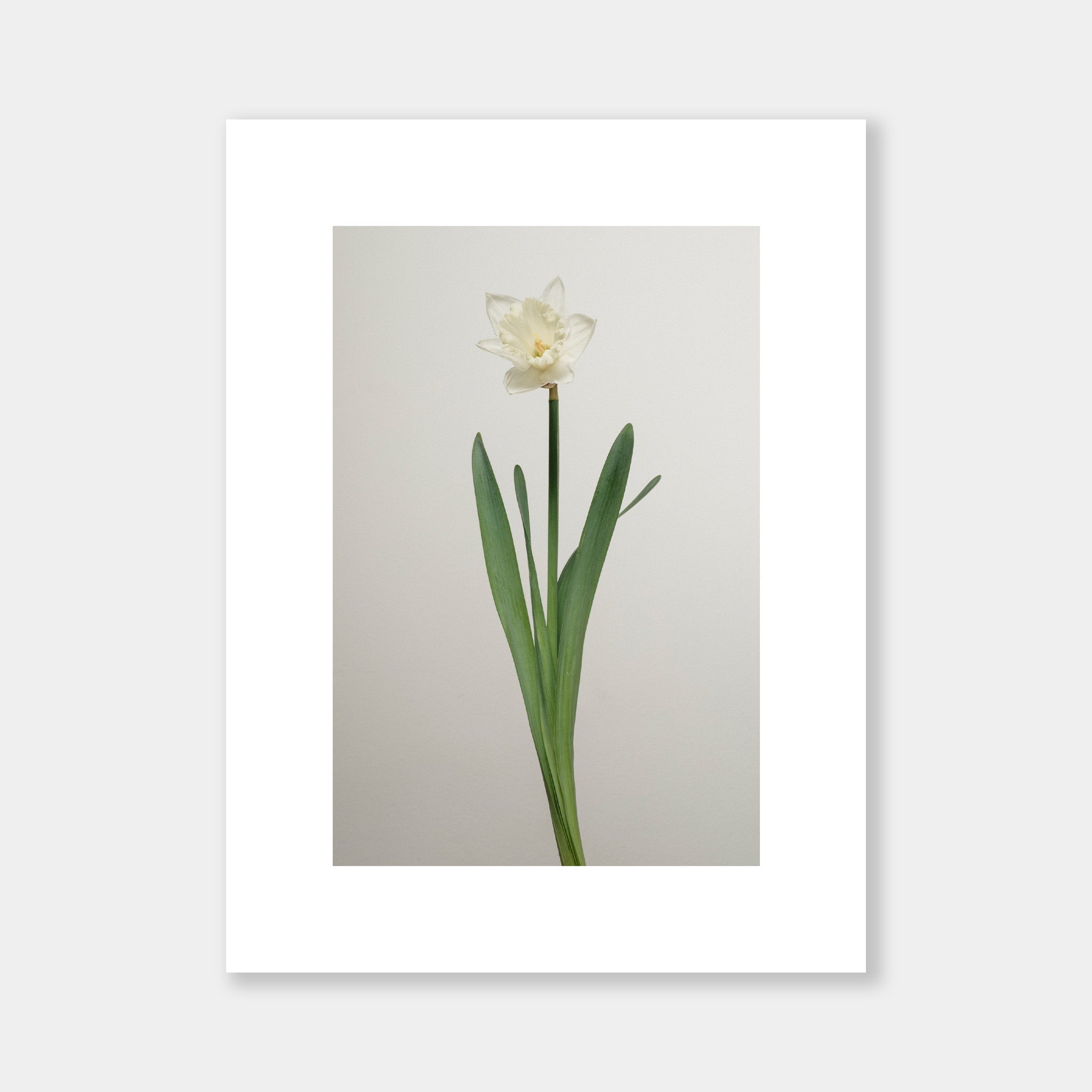 Narciso bianco - OrygoFlora - 6