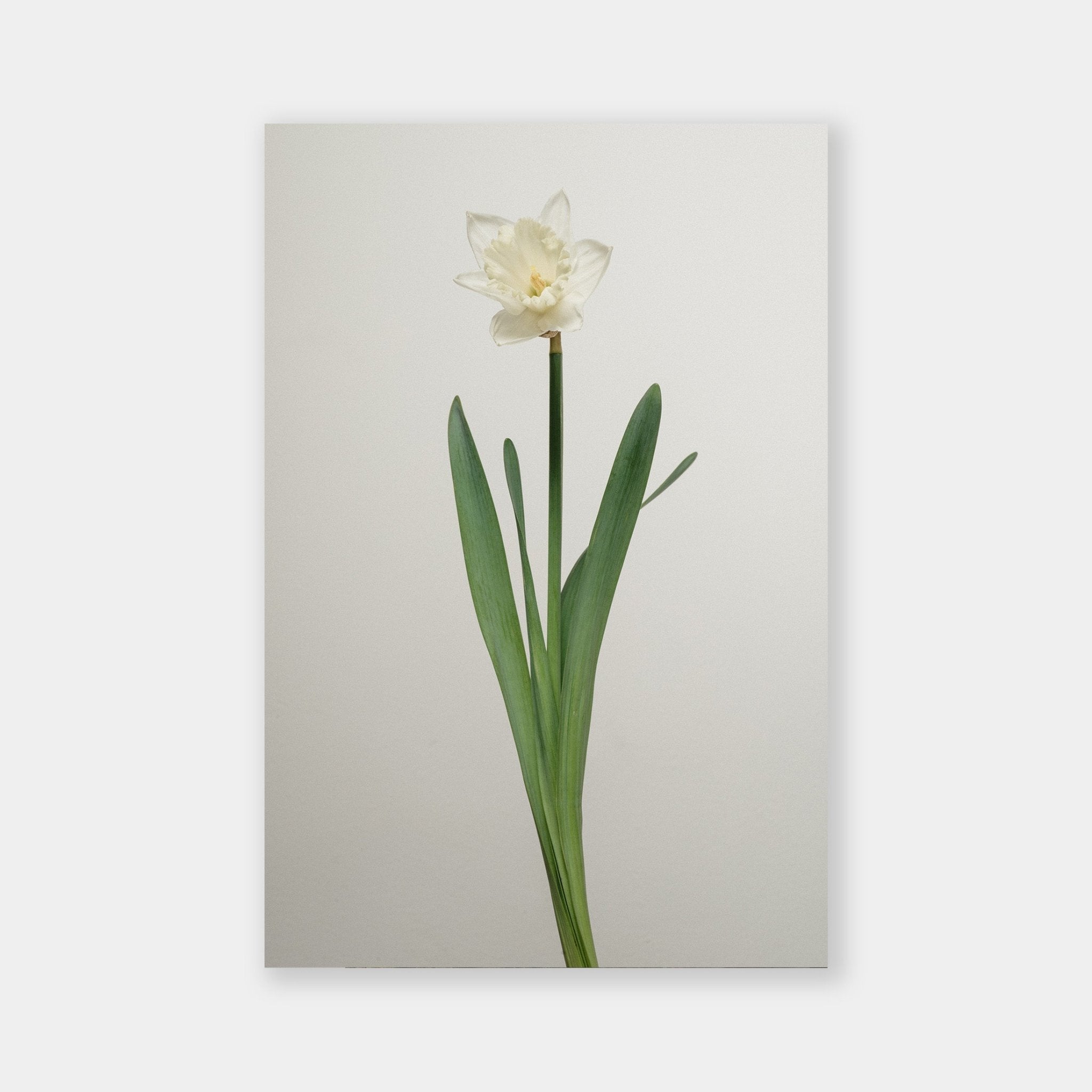 Narciso bianco - OrygoFlora - 1