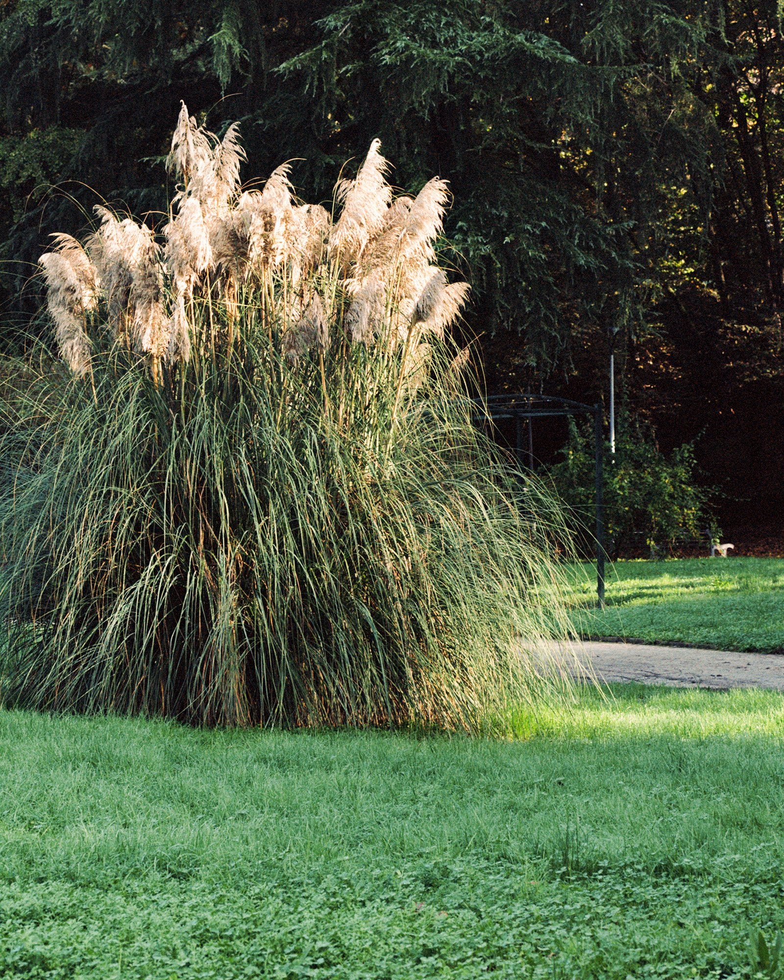 Pampas immagine (c) orygoflora