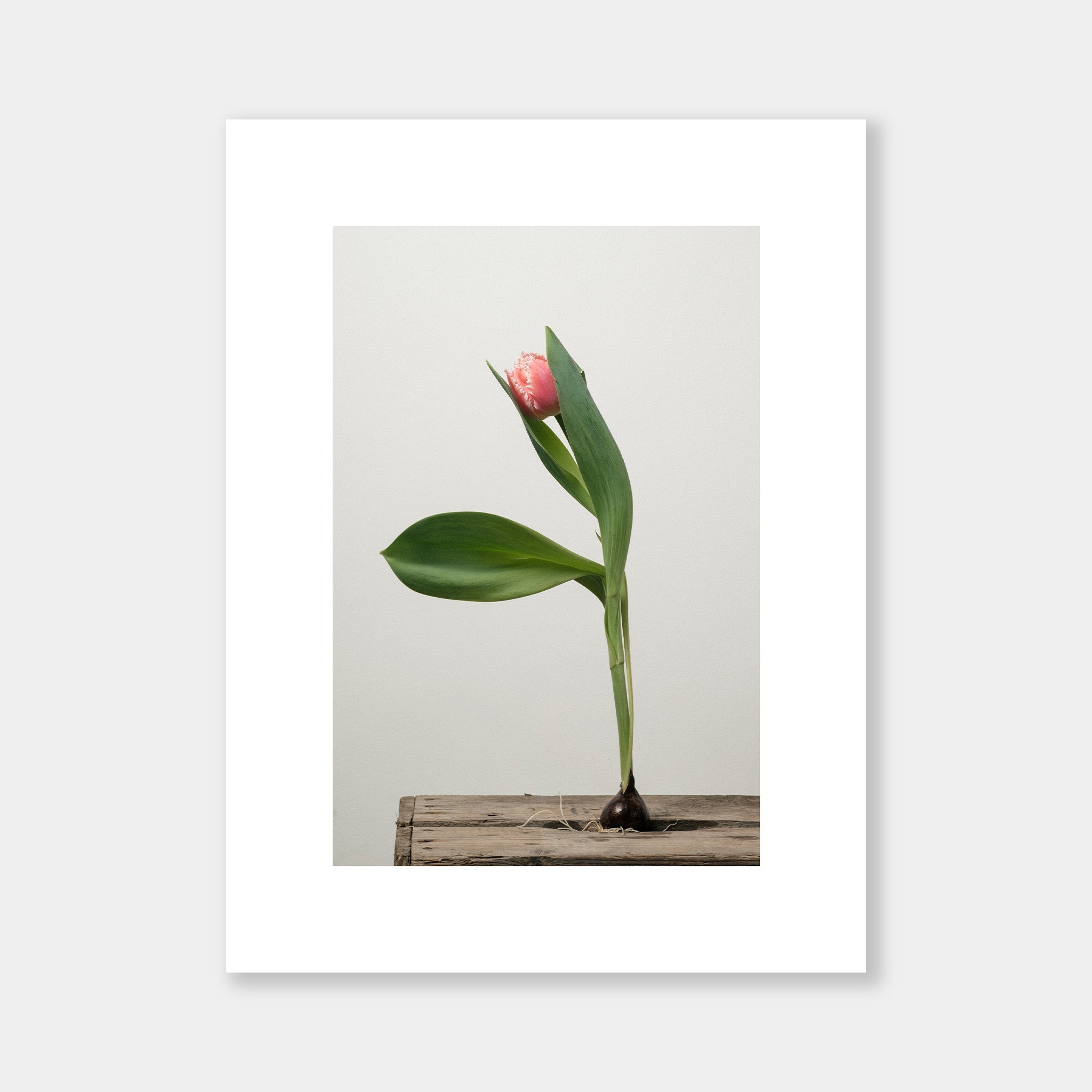 Tulip ballerina - OrygoFlora - 3