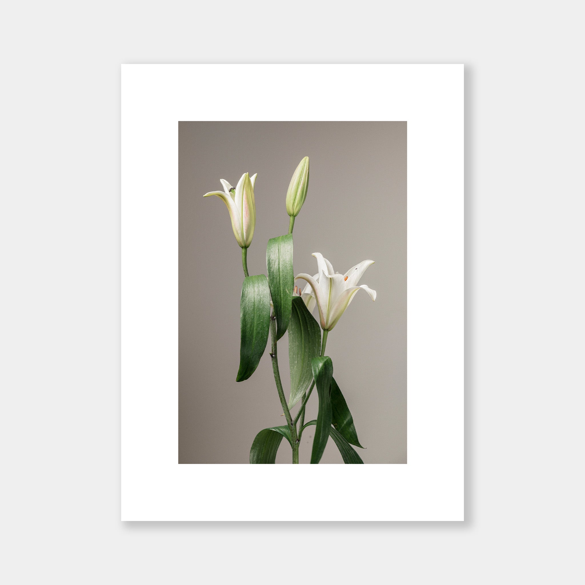 White Lilium - OrygoFlora - 3