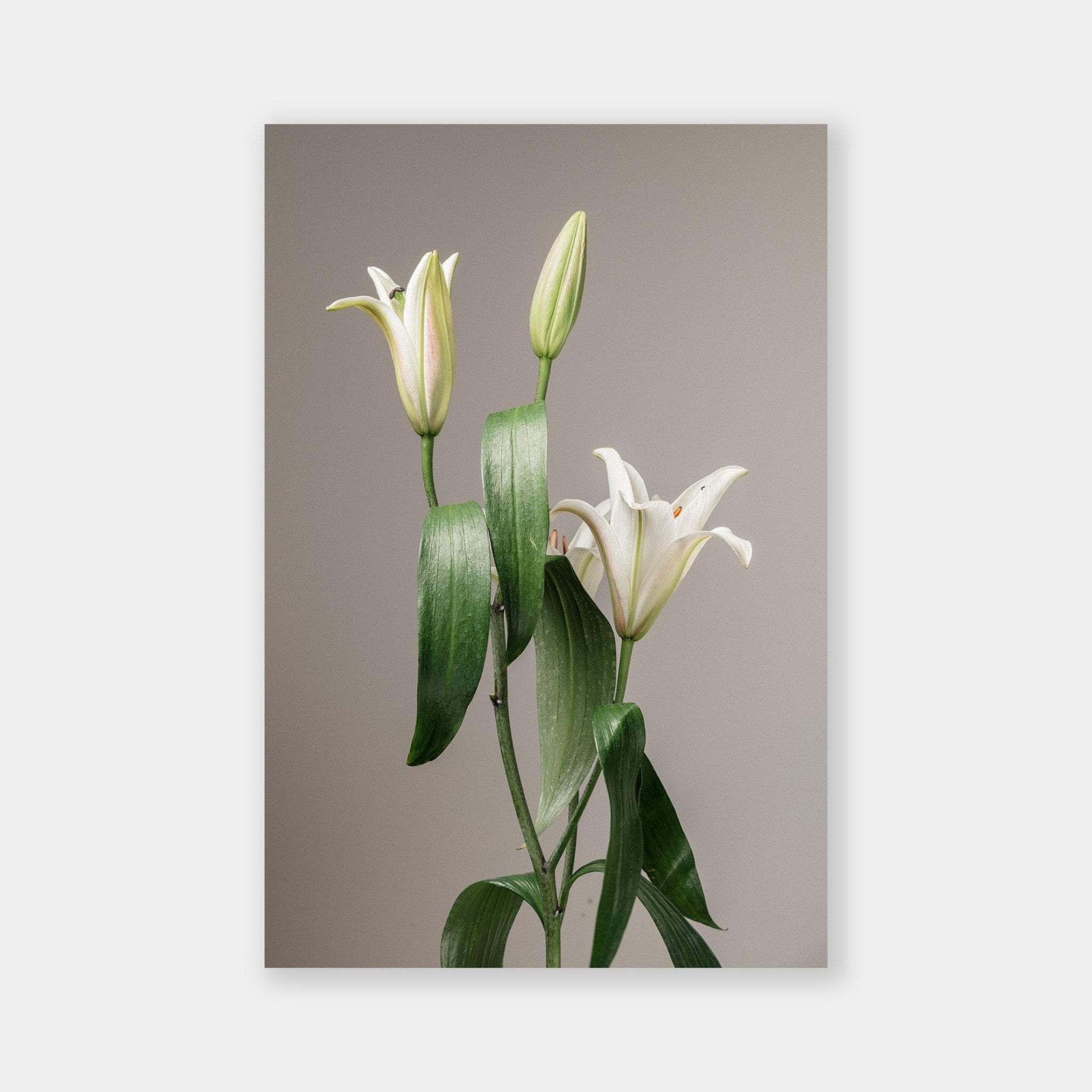 White Lilium - OrygoFlora - 1